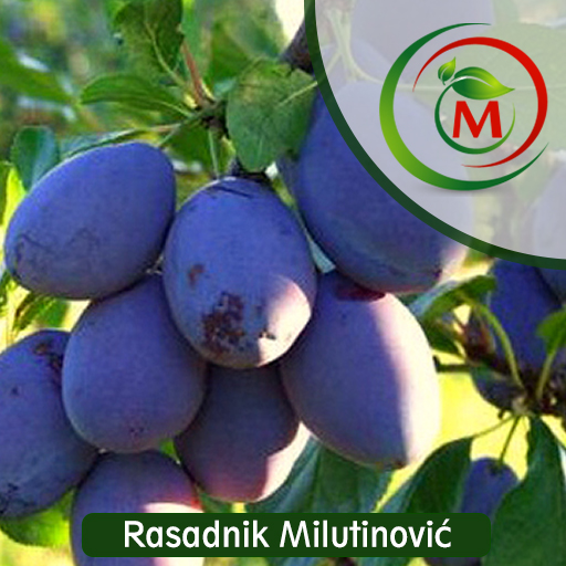 Sadnica šljive Čačanska Rana – Rani, krupni i sočni plodovi