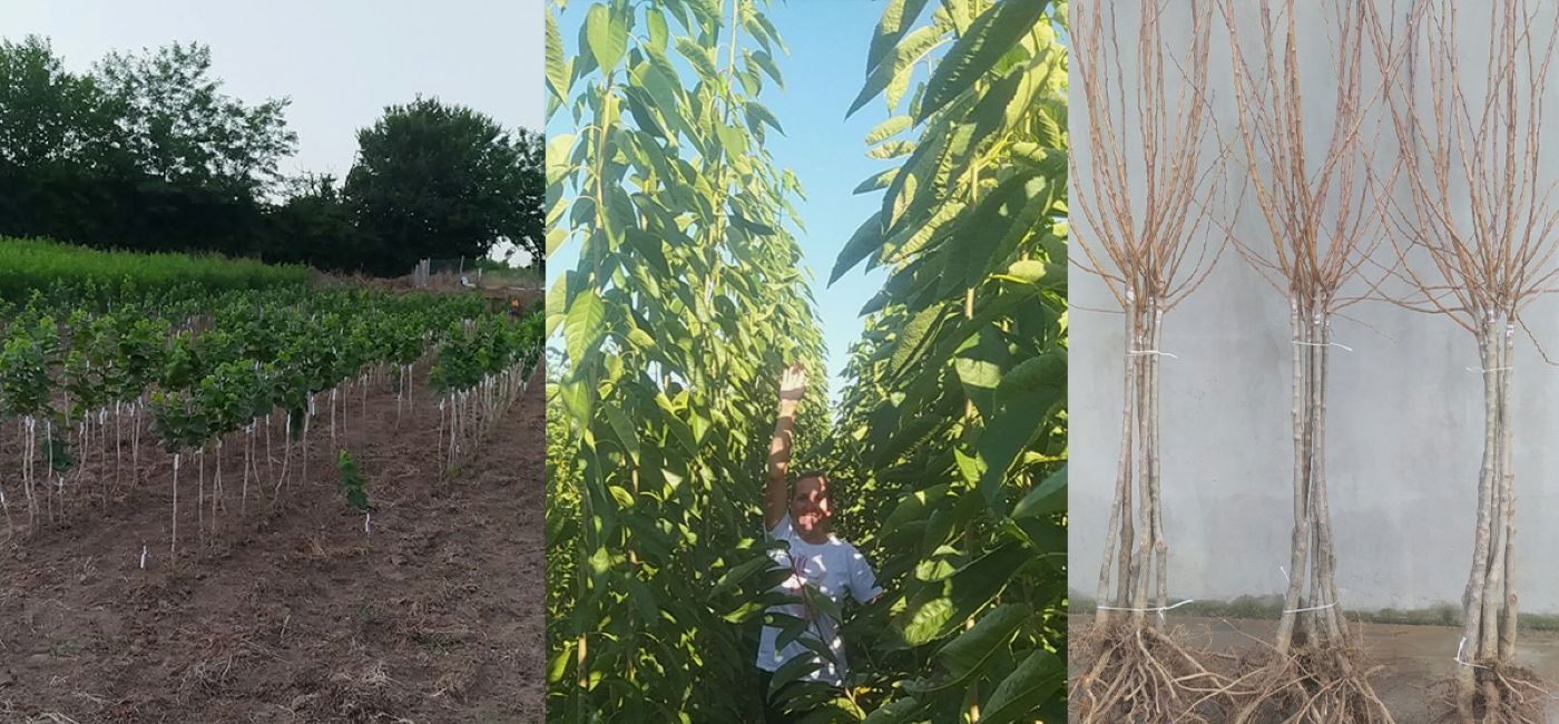 rasadnik milutinovic prodaja sadnica, najbolji rod sadnica, redovan rod sadnica, krupan plod sadnica