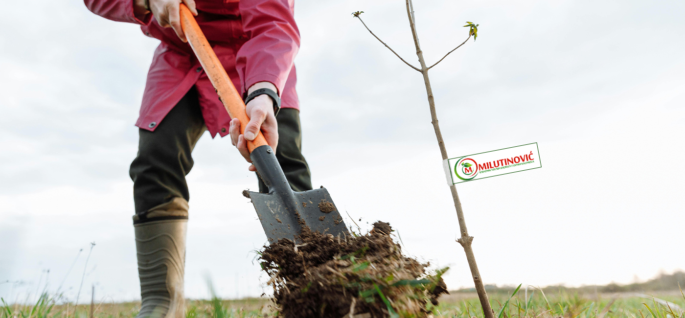 rasadnik milutinovic prodaja sadnica, najbolji rod sadnica, redovan rod sadnica, krupan plod sadnica saveti prilikom kupovine sadnica, nega sadnica