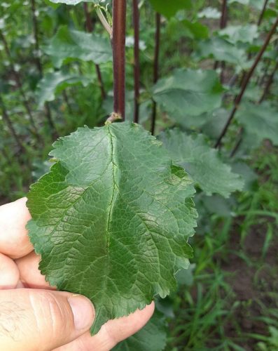prodaja-sadnica-kvalitetne-sadnice-najbolji-rod-redovan-rod-sandica-najbolje-vocke-krusevac-lazarevac-kursumlija-centralna-srbija-valjevo-cacak-kraljevo-